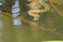 Cerberus schneiderii