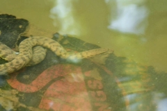 Cerberus schneiderii