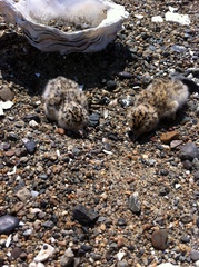 Sternula antillarum browni