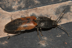 Conoderus germari