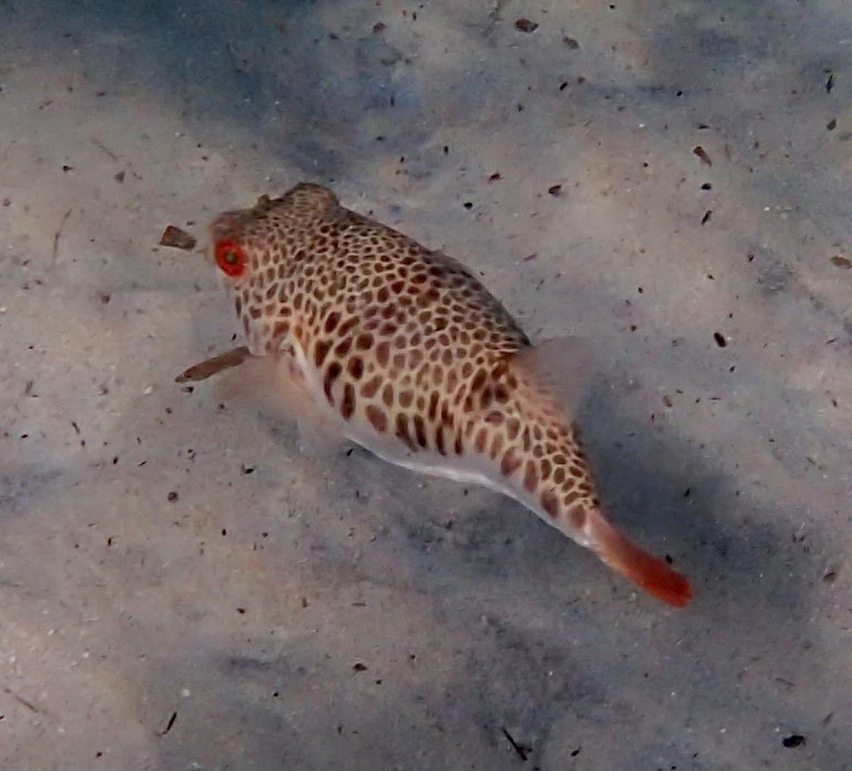 Smooth Toadfish (Tetractenos glaber) · iNaturalist