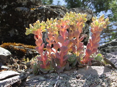 Sedum sanhedrinum