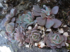 Sedum sanhedrinum