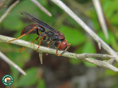 Polistes lanio