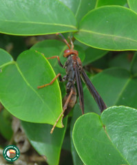 Polistes lanio