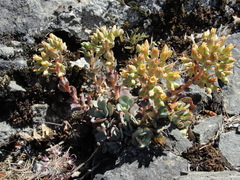 Sedum sanhedrinum