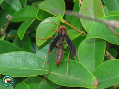 Polistes lanio