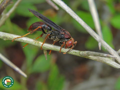Polistes lanio