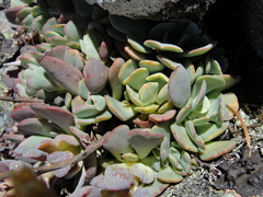 Sedum sanhedrinum