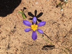 Calydorea xiphioides