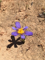 Calydorea xiphioides