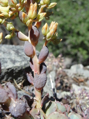 Sedum sanhedrinum
