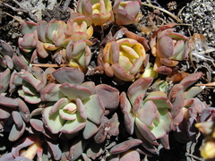Sedum sanhedrinum