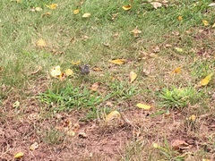 Spizella passerina passerina