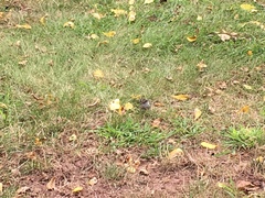 Spizella passerina passerina