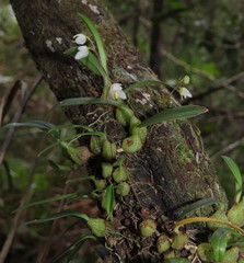 Bulbophyllum newportii