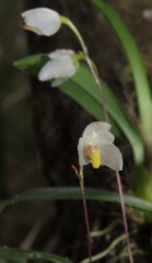 Bulbophyllum newportii