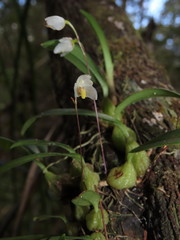 Bulbophyllum newportii