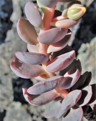 Sedum sanhedrinum