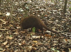 Crossarchus platycephalus