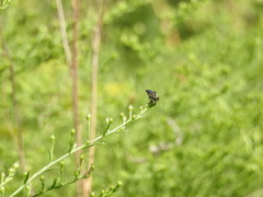 Heteropogon macerinus