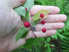 Ilex mucronata image