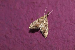 Evergestis pallidata