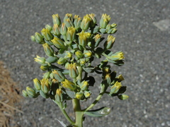 Sedum sanhedrinum