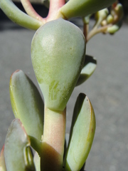 Sedum sanhedrinum