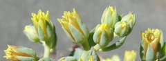 Sedum sanhedrinum