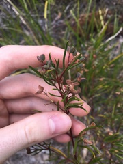 Zieria laxiflora