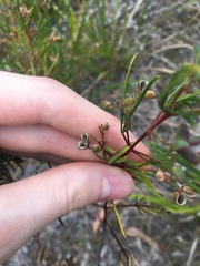 Zieria laxiflora