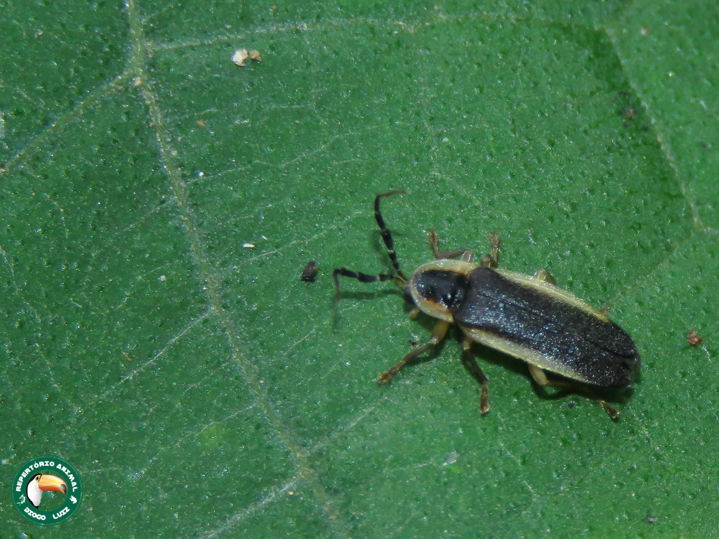 Pyrogaster margipallens