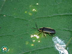 Pyrogaster margipallens