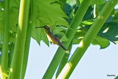 Phaethornis subochraceus