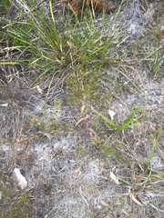 Zieria laxiflora