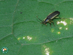 Pyrogaster margipallens