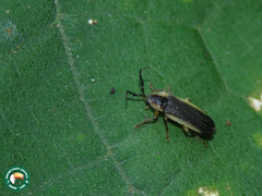 Pyrogaster margipallens