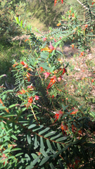 Darwinia citriodora