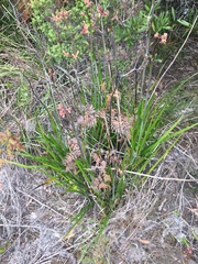 Anigozanthos flavidus