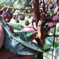 Comarostaphylis discolor