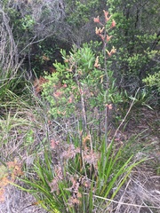 Anigozanthos flavidus