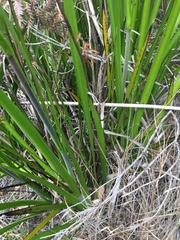 Anigozanthos flavidus