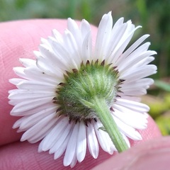 Erigeron galeottii