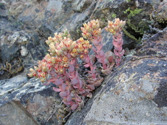 Sedum sanhedrinum