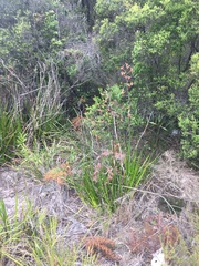 Anigozanthos flavidus