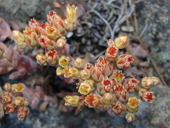 Sedum sanhedrinum