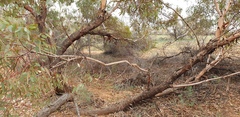 Eucalyptus socialis socialis