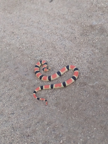 Sonoran Shovelnose Snake, Sonora palarostris