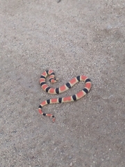 Sonora palarostris